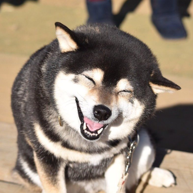 笑う犬を見ると幸せな気分になる 17選 おもしろ画像