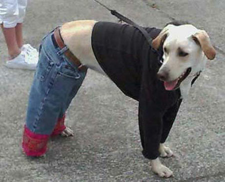 服を着た犬はかわいくて笑える19選 おもしろ画像
