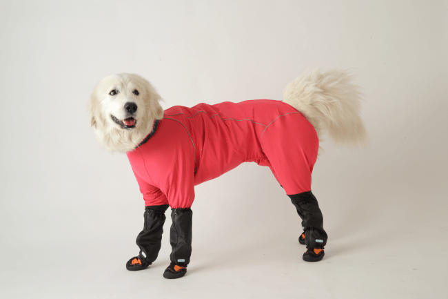 服を着た犬はかわいくて笑える19選 ｜ おもしろ画像