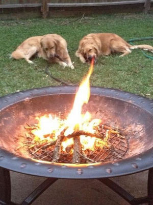 犬と炎